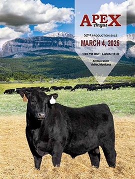 Apex Angus Sale Book