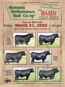Basin Angus Ranch