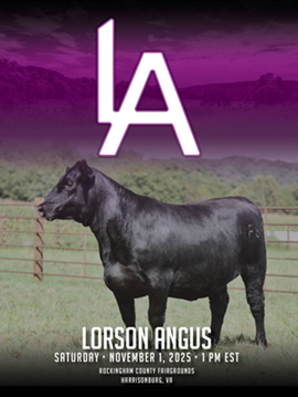 Lorson Sale Book
