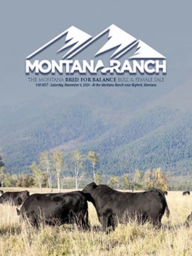 Montana Ranch Bull Sale