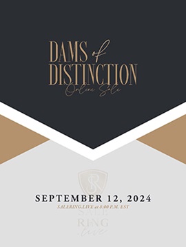 Dams of Distinction Online Sale