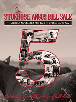 Stokrose Angus Bull Sale