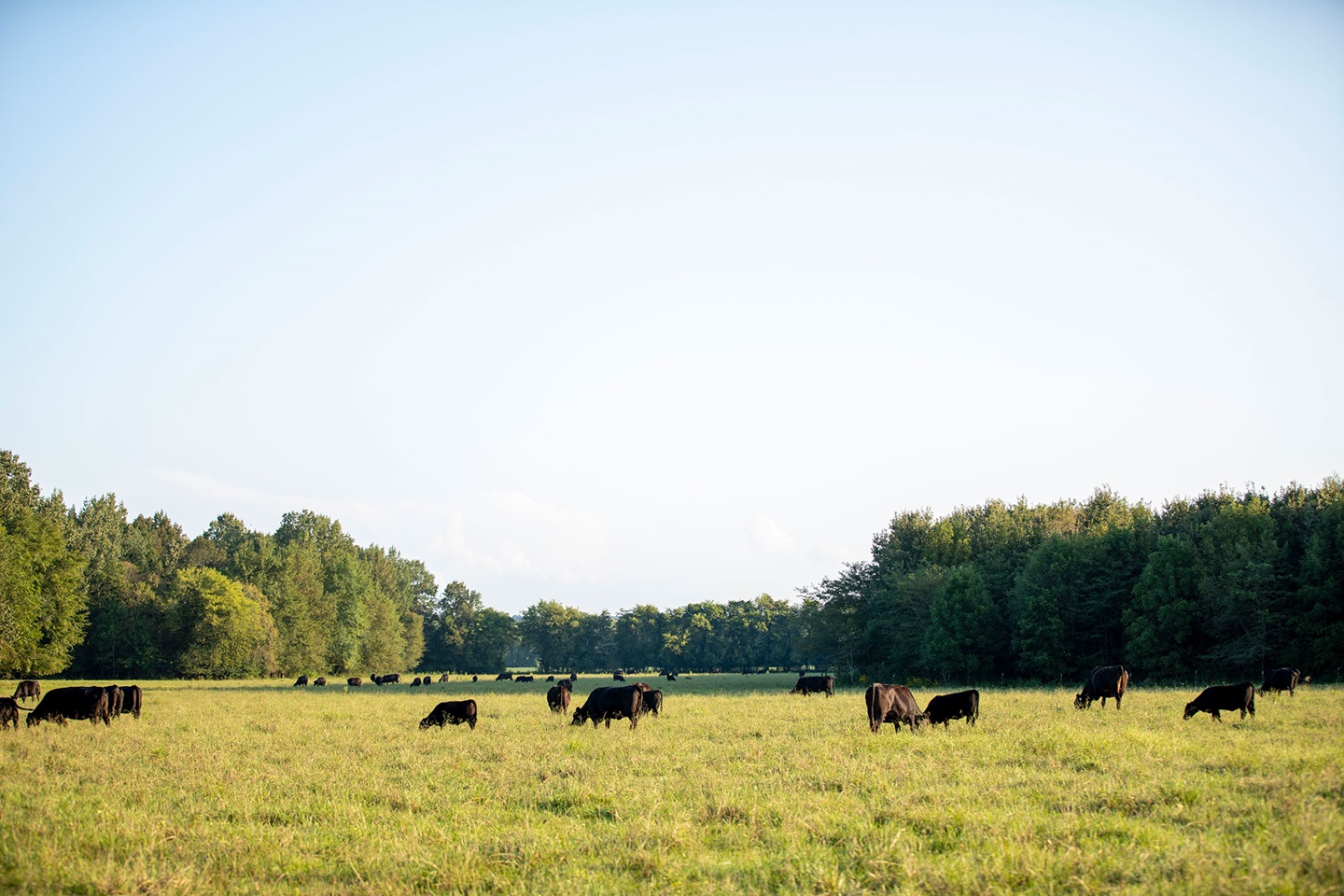 A group of black Angus cattle grazing in a lush green pasture underneath blue skies.