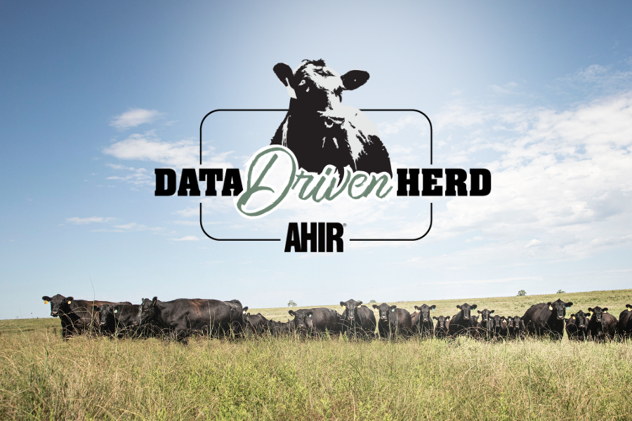 The American Angus Association’s Angus Herd Improvement Records launches new program to recognize herds committed to data collection and the continued improvement of their herd and the Angus breed.