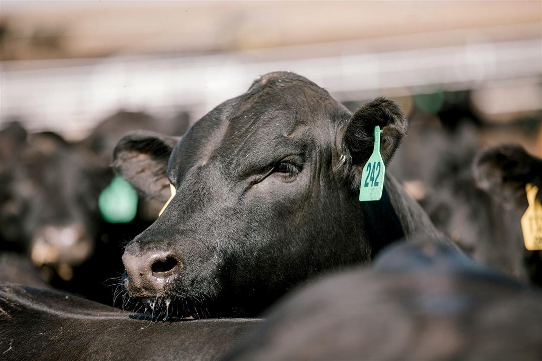 A steer lifts its head above its pen mate in Kansas feedyard.