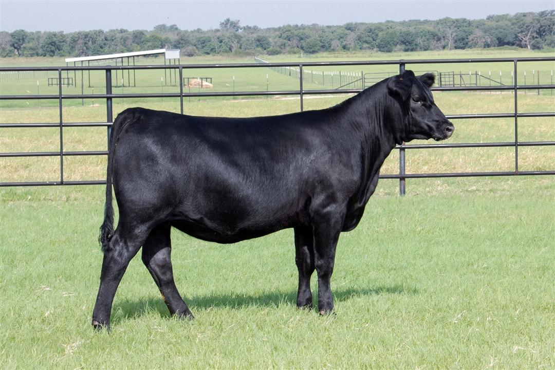 Wilks Ranch to donate WILKS Rita 4728 as the 2026 Foundation Heifer Package.