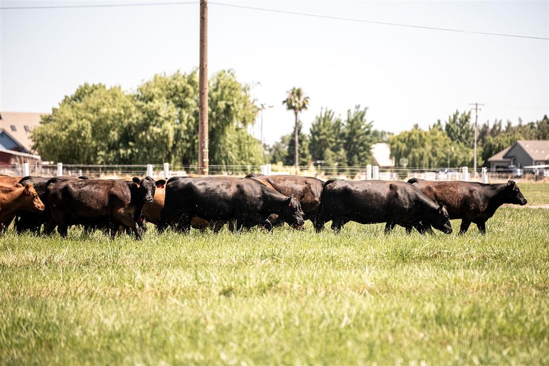 A group of black Angus commercial cattle graze through a green pasture.