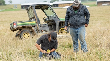 Two young men tag a calf in a pasture.