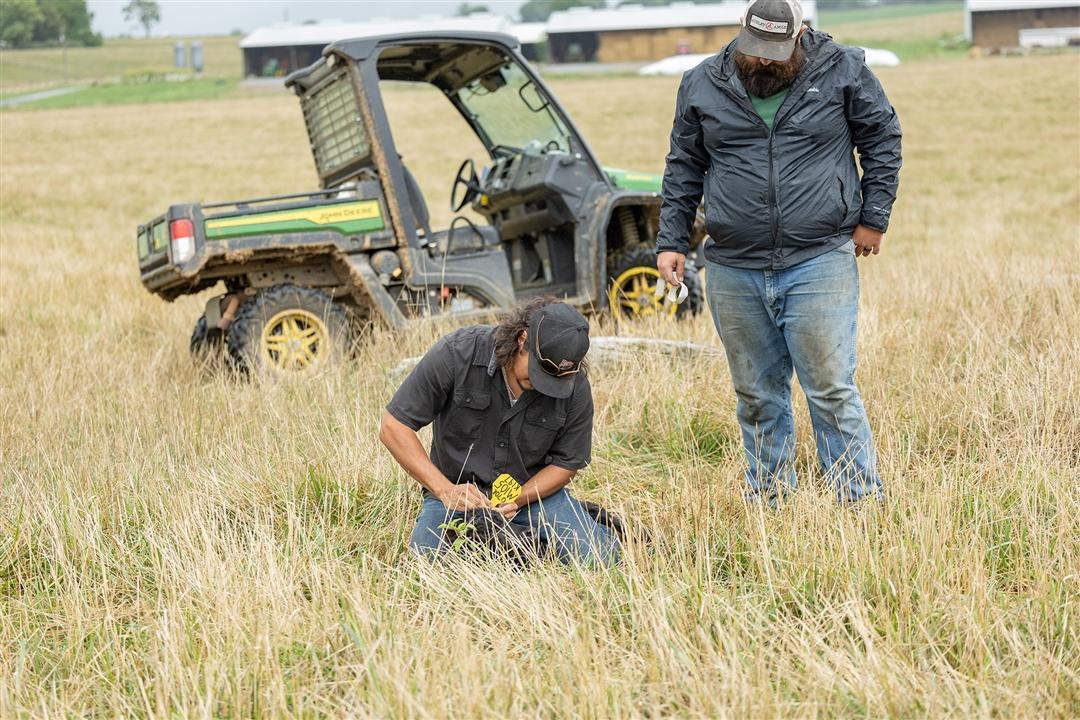Two young men tag a calf in a pasture.