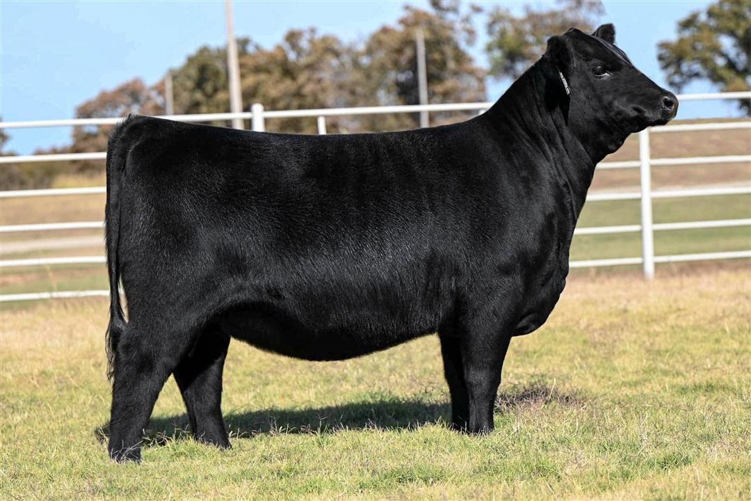 Sadler Rito Lady 5004 to sell as the Fund the Future lot during the Foundation Angus Sale held during the 2026 National Wester Stock Show. She is the inaugural female to sell in support the newly established scholarship honoring Dr. Barry Pollard, past President & Chairman of the Board.