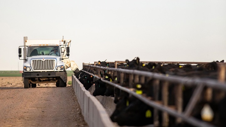 A feed truck driving a route through a feedlot of Angus steers.