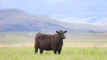 A black Angus heifer standing alone in a green pasture at dusk.