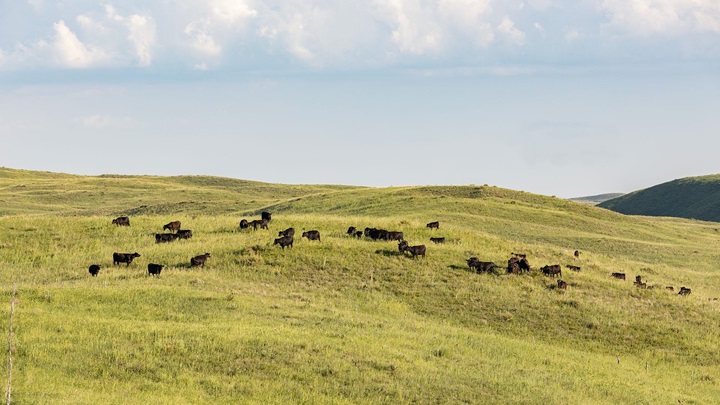 Cattle grazing on green rolling hills in Nebraska.