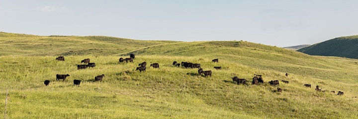 Cattle grazing on green rolling hills in Nebraska.