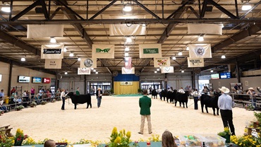 Ring shot of Atlantic National Junior Angus Show 2024.