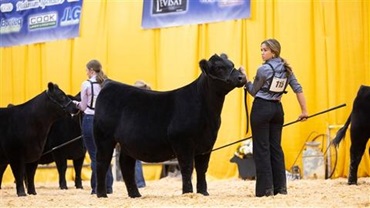 Exhibitors in the ring with their Angus heifers during the Western Regional Junior Angus Show.