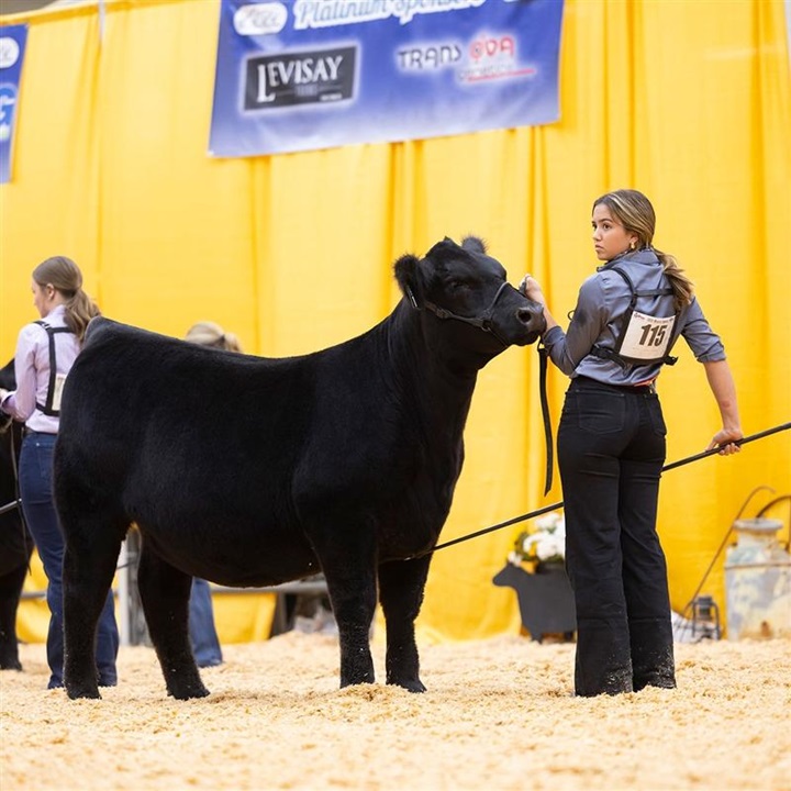 Exhibitors in the ring with their Angus heifers during the Western Regional Junior Angus Show.