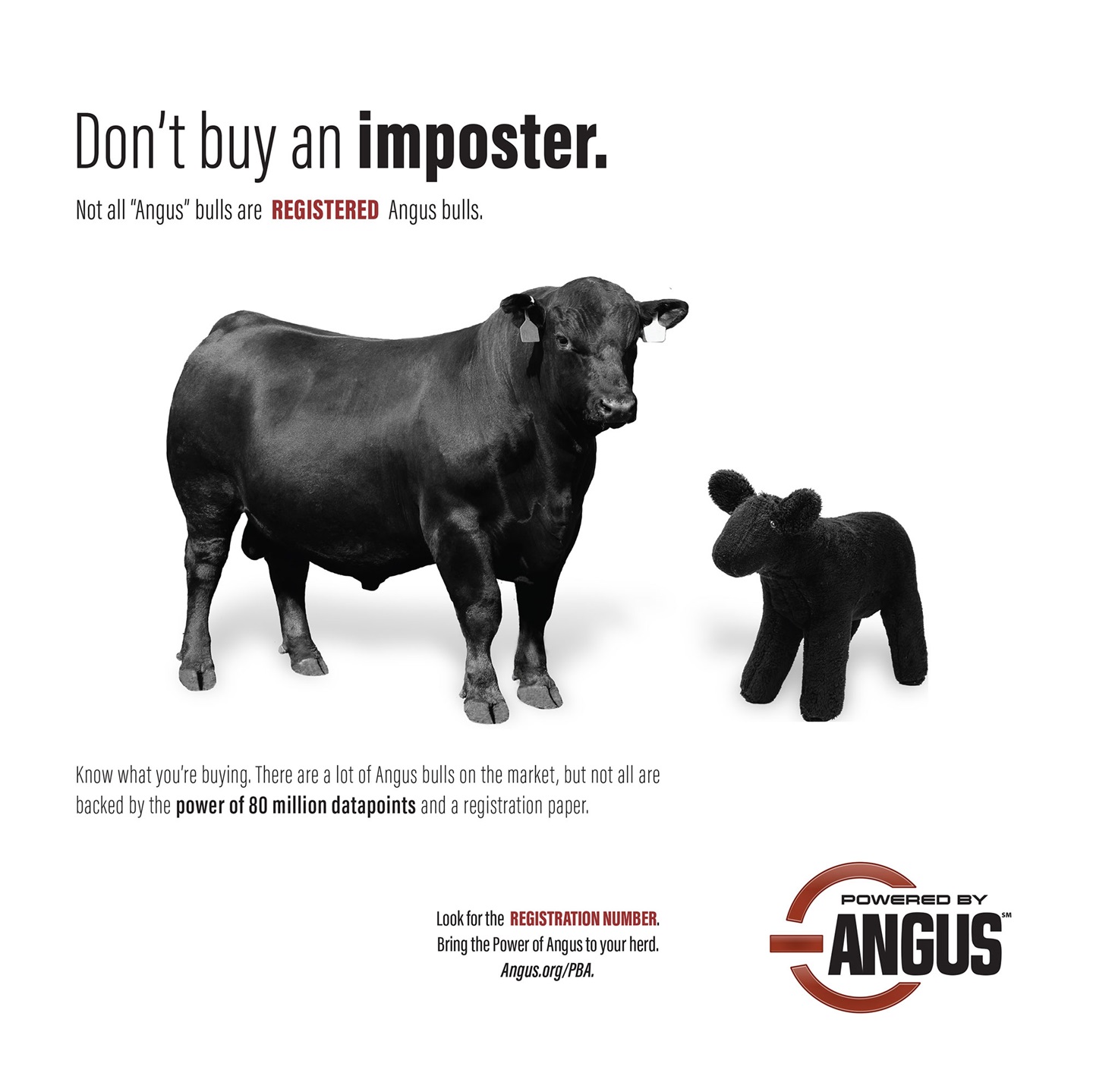 Don't by an imposter - not all bulls are registered Angus bulls.