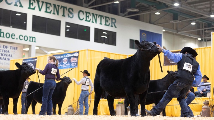 A class full of Angus heifers sets-up in front of the judge at Atlantic Nationals.