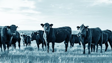 Group of Angus cattle in a large pasture underneath the big sky.