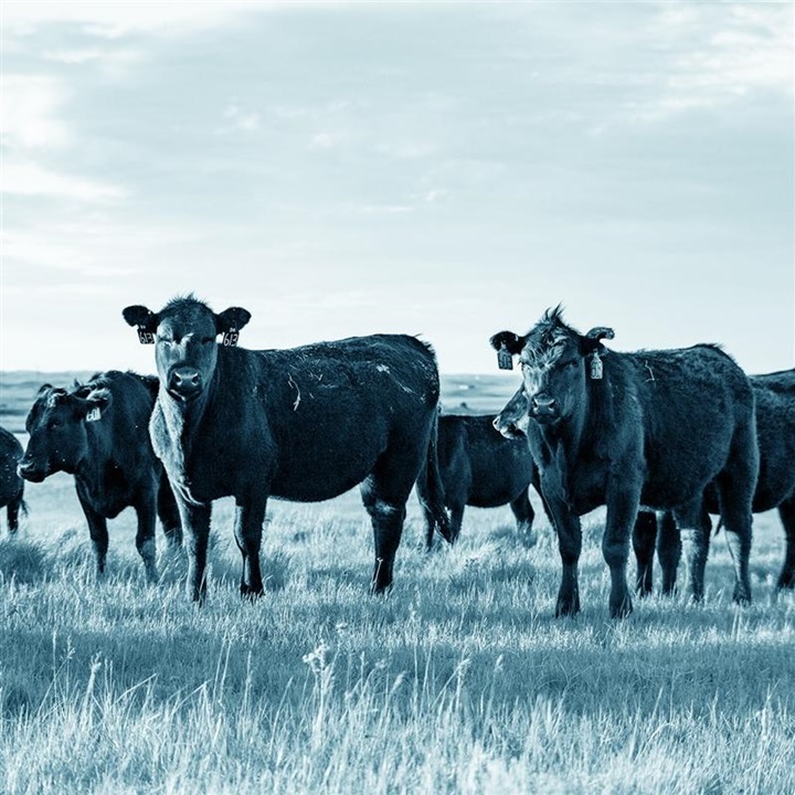 Group of Angus cattle in a large pasture underneath the big sky.