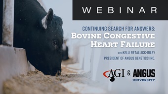 Bovine congestive heart failure video thumbnail