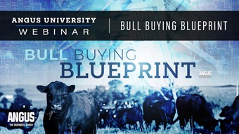 Bull buying blueprint webinar thumbnail