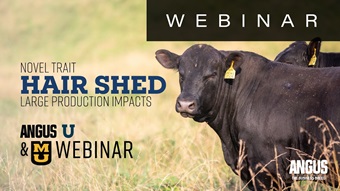 Hair shed webinar thumbnail