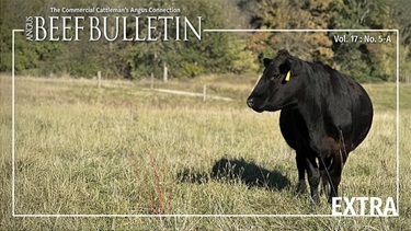 Single cow in pasture