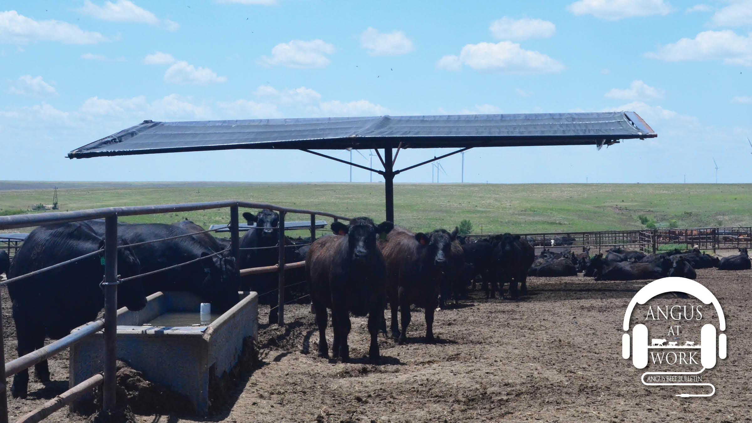 Maximizing Labor with SenseHub Feedlot featuring Jason Nickell