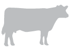 cow icon