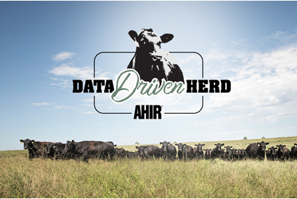 The American Angus Association’s Angus Herd Improvement Records launches new program to recognize herds committed to data collection and the continued improvement of their herd and the Angus breed.