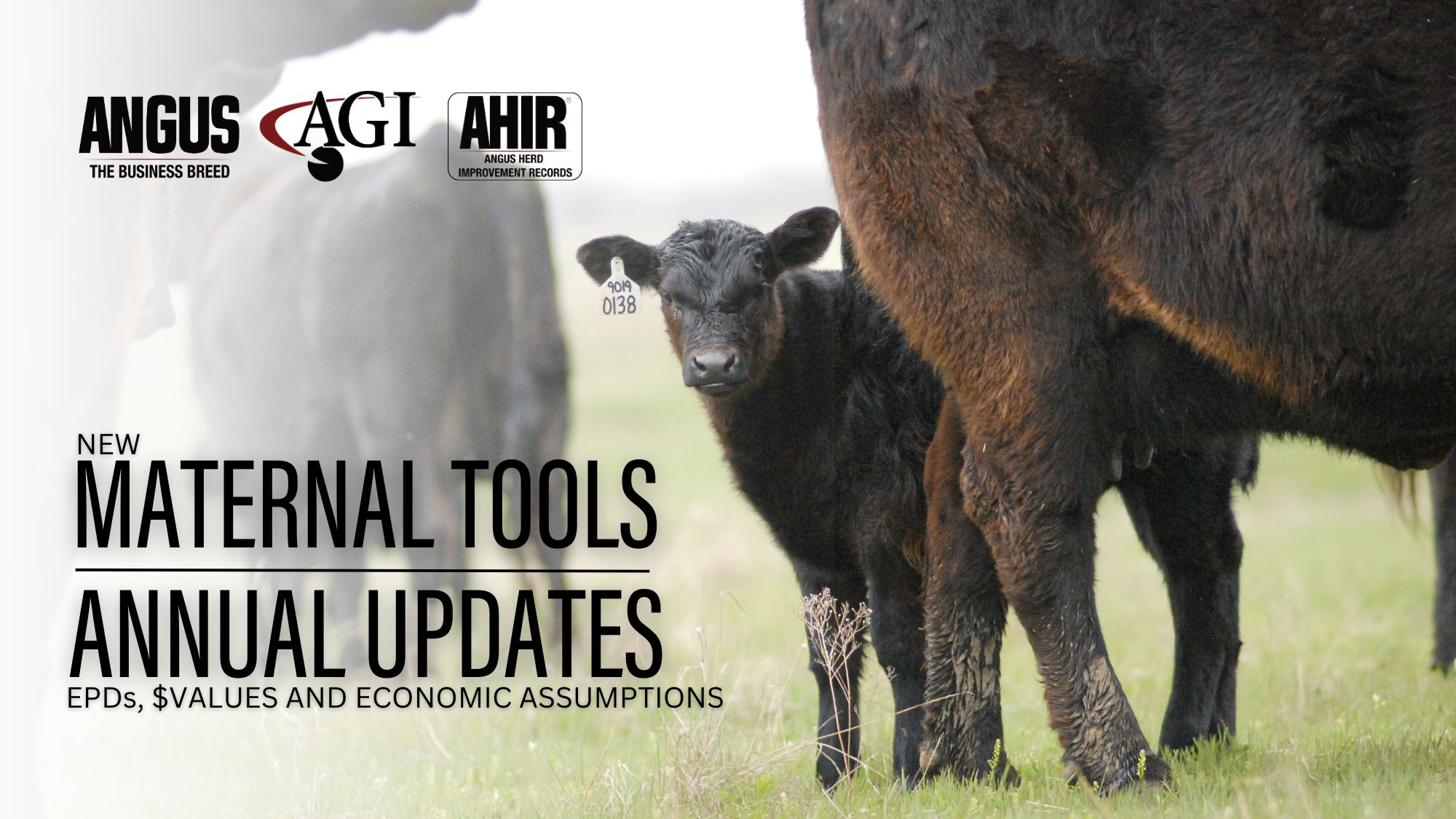 New Maternal EPDs Expand Selection Tools for Users of Angus Genetics