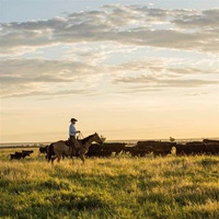 A man rides a horse through a field with cattle