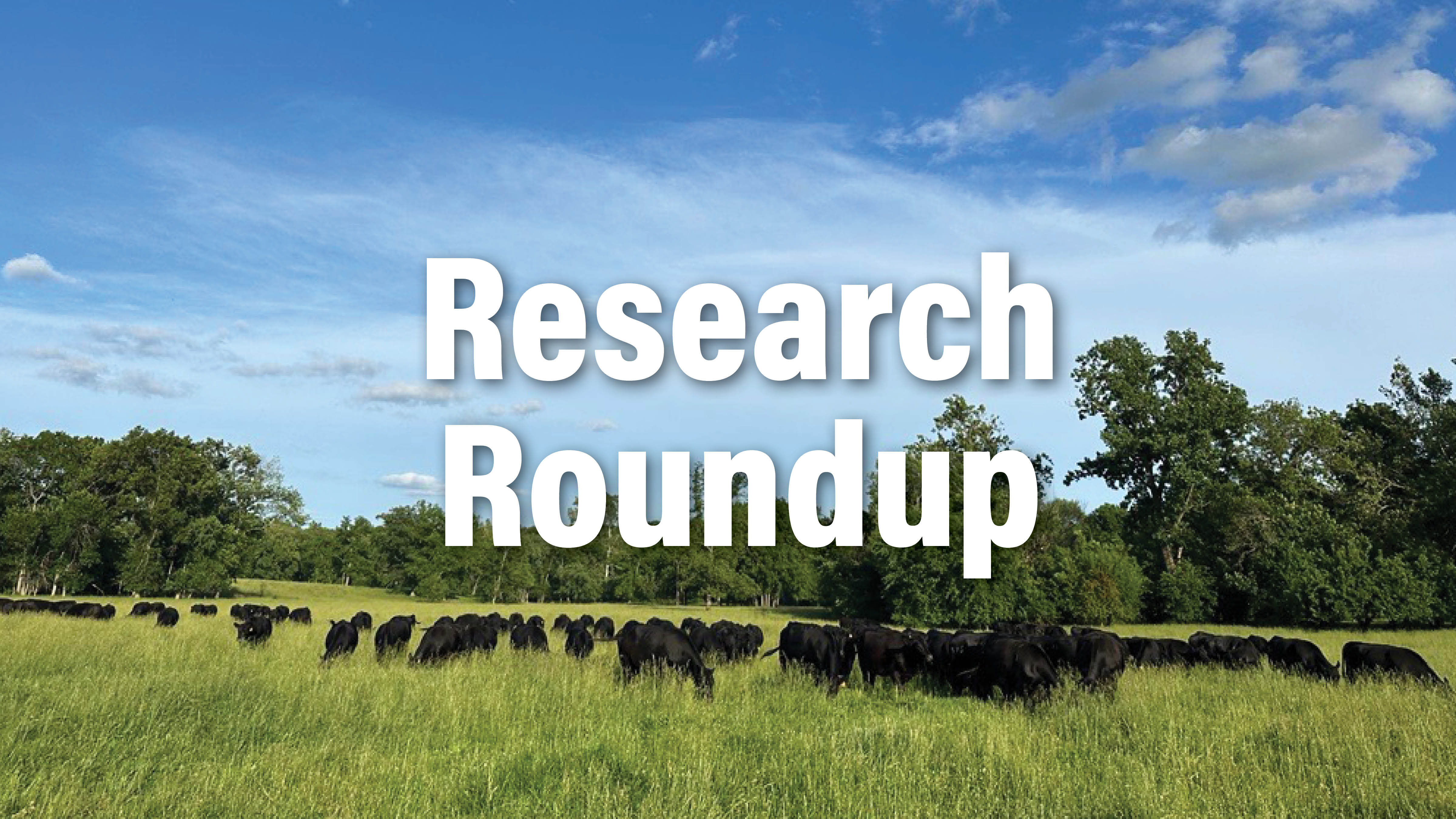 Roundup Article Example Research Roundup