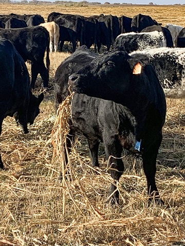 A fairly large windrow is easy for cattle to find under deep snow.