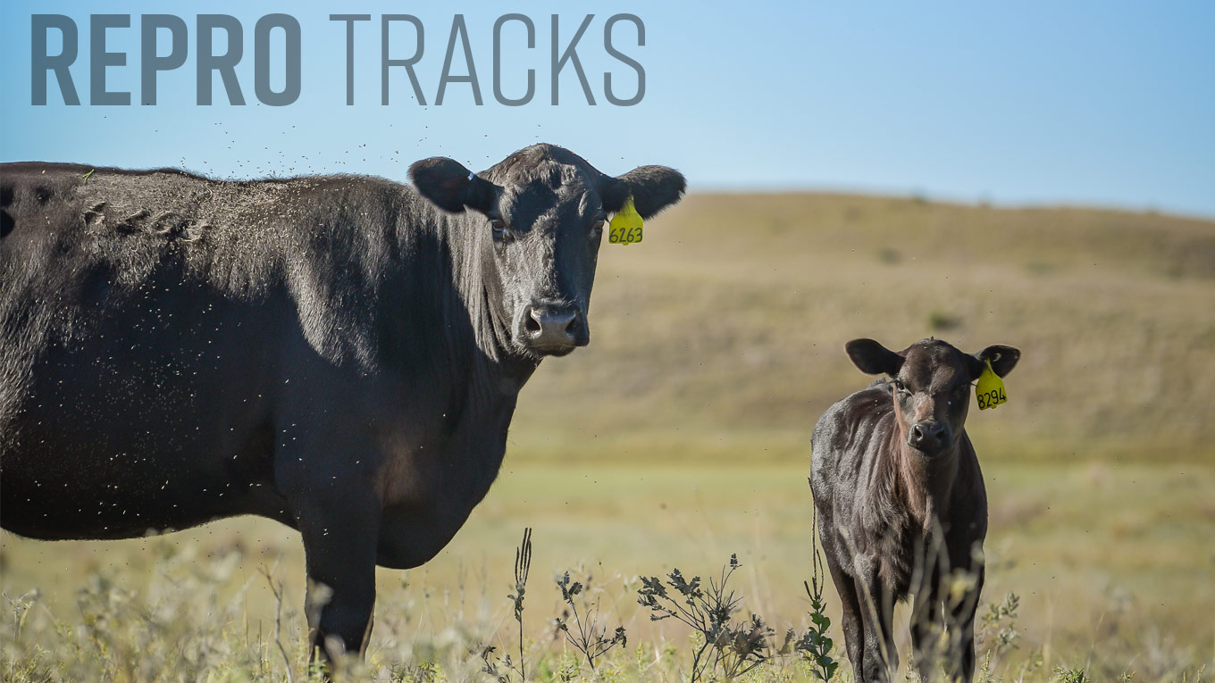 Improving Fertility in Herds Using Bull Breeding