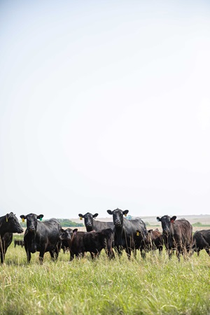 Angus cattle in a field