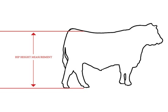 Illustration of how to measure hip height on a mature bull.