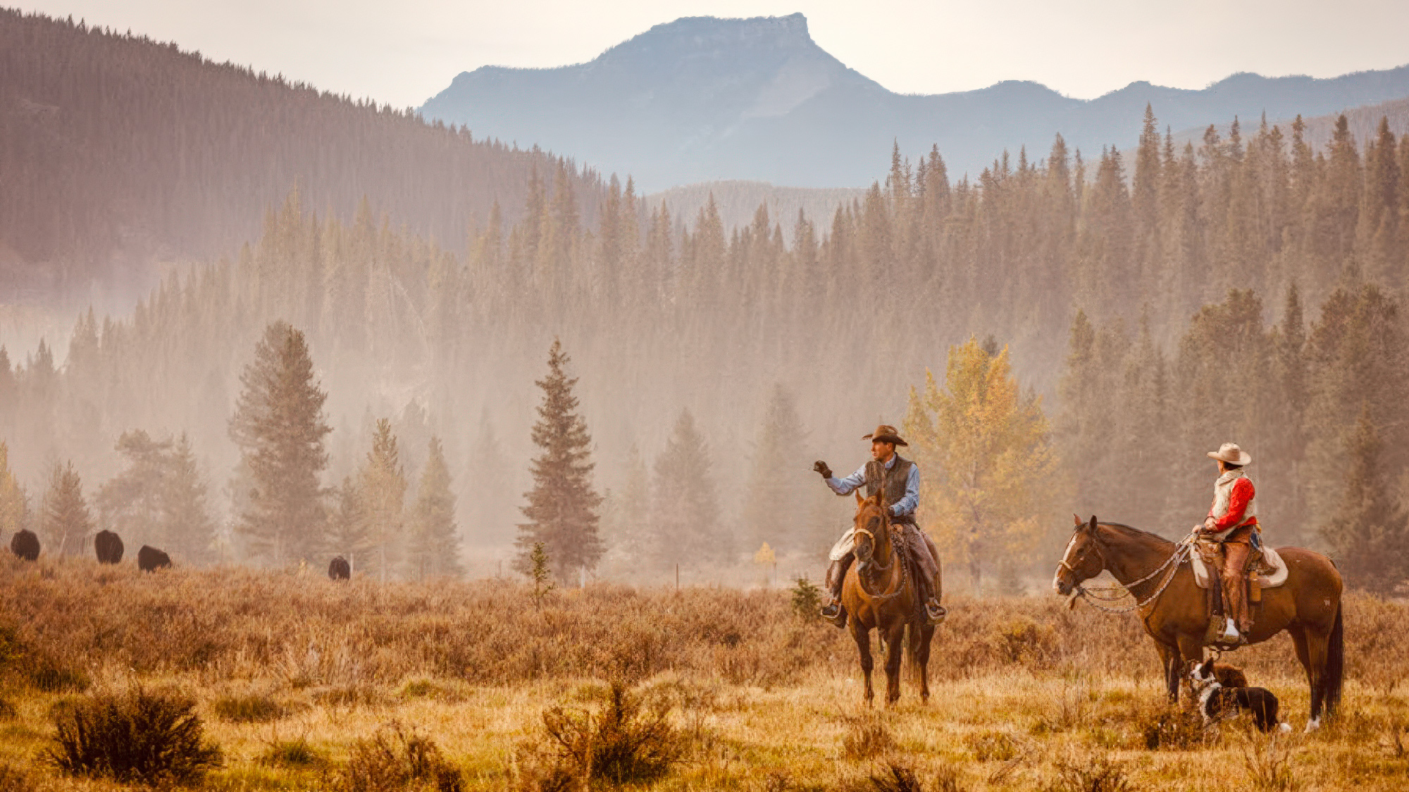 Angus Ranches Innovations on a Commercial Angus Ranch