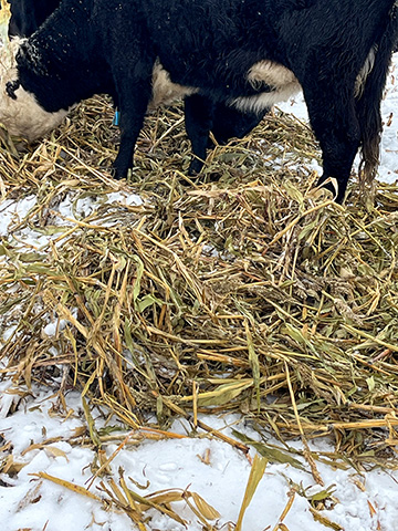 A fairly large windrow is easy for cattle to find under deep snow.