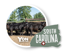 Yon cattle