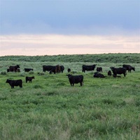 Angus cattle in a green field