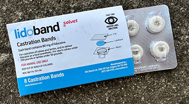 Lidocaine-impregnated castration band