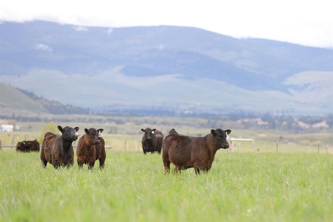 Group of yearling Angus calves on green grass.