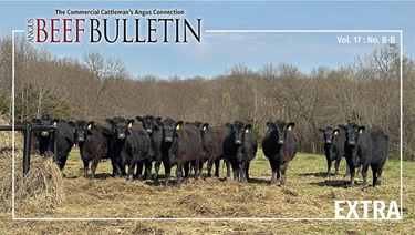 Yearling heifers on pasture
