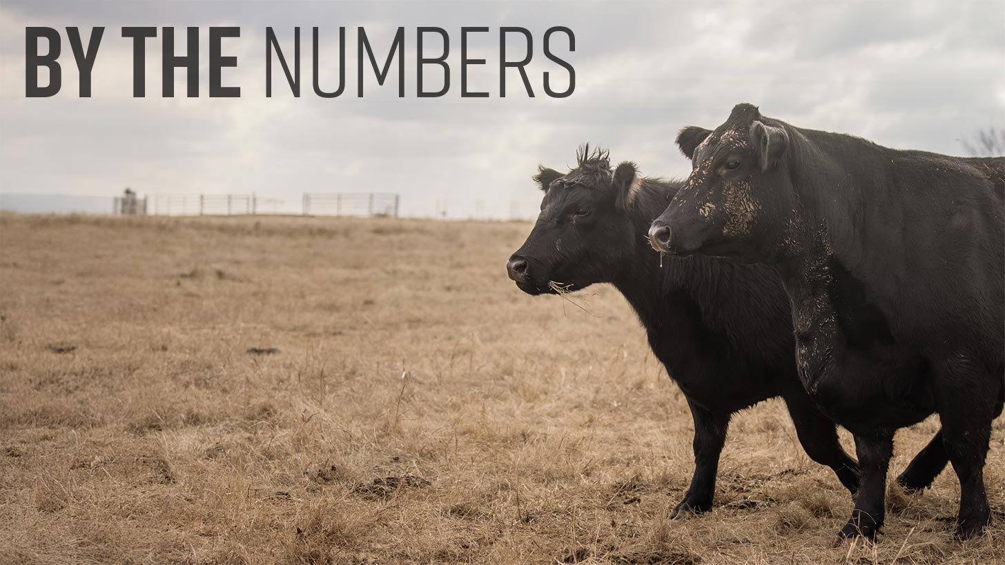 By the Numbers