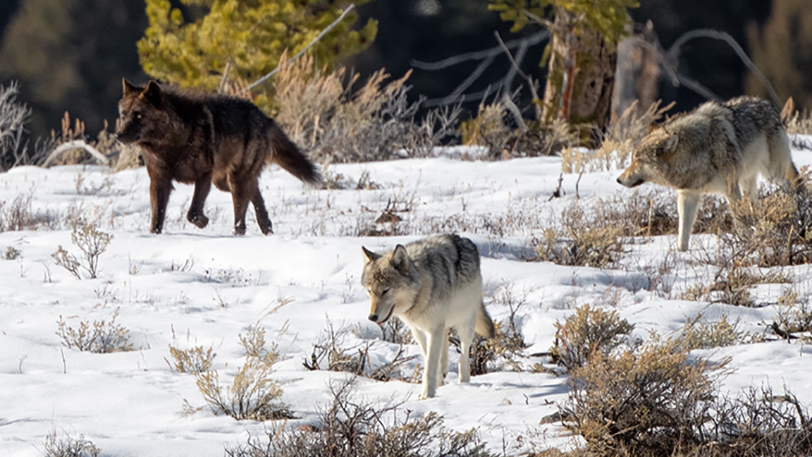 Angus Wolves Living With Wolves