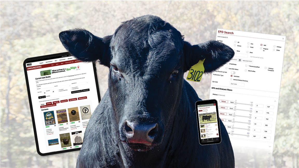 Five Tips To Find a Bull