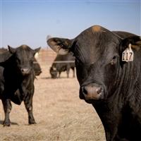 Two bulls in a lot looking at the camera.